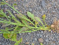 Kořenové vlášení virózních rostlin řepky se dostatečně nevyvíjí a na listech je patrná mozaika