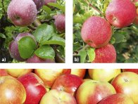 V ekologickém režimu pěstování je možno vypěstovat stejně atraktivní ovoce jako v běžné produkci (a - ekologická výsadba v Klášterci nad Ohří; b, c - pokusný sad ve VÚRV Praha-Ruzyně )