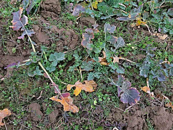 Plevele v řepce na podzim je třeba odstranit