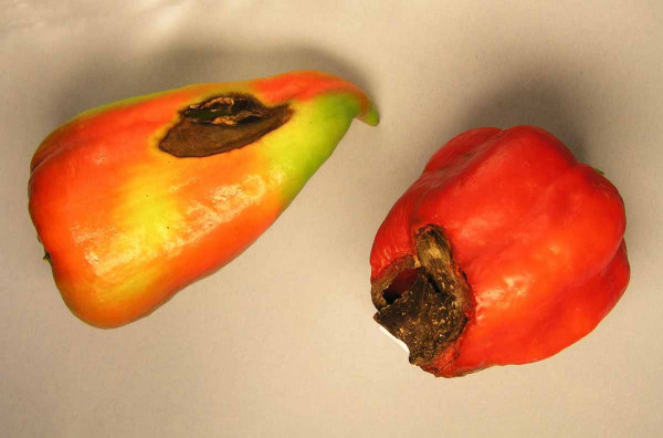 Suchá hniloba konce paprik - nedostatek vápníku