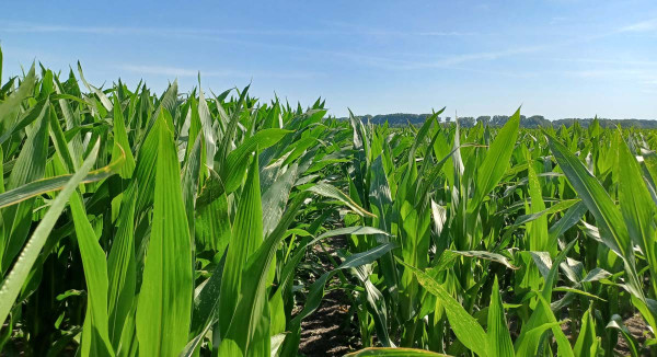 Kukuřice je po aplikaci přípravku Utrisha N vyšší, lépe odolává suchu a předčí neošetřenou kontrolu ve výnose biomasy i zrna