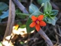 Květ drchničky rolní (Anagallis arvensis)