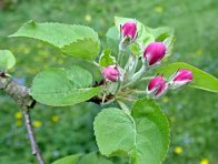 Fáze růžového poupěte jabloně