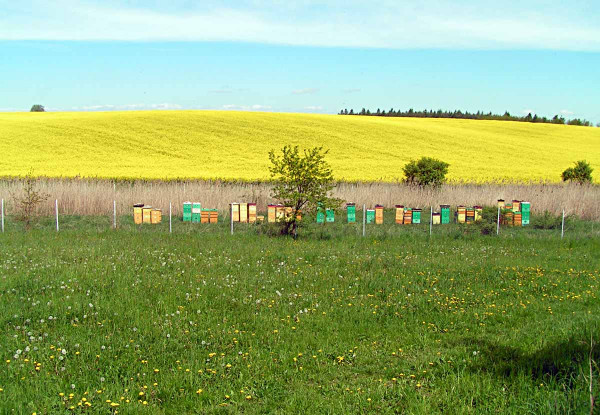 Za 15 let včelaření v zemědělsky intenzivní oblasti jsem nezaznamenal  otravu včel - pravda je, že se se zemědělci známe osobně