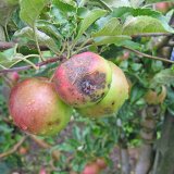Signalizace letu askospor strupovitosti jabloně pomocí lapače spor