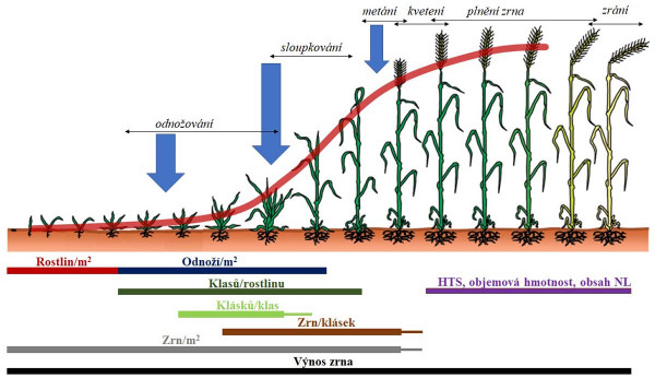 Schéma 1: Odběr dusíku ozimou pšenicí v jednotlivých fázích růstu a utváření jednotlivých složek výnosu; modré šipky znázorňují klasické termíny hnojení dusíkem