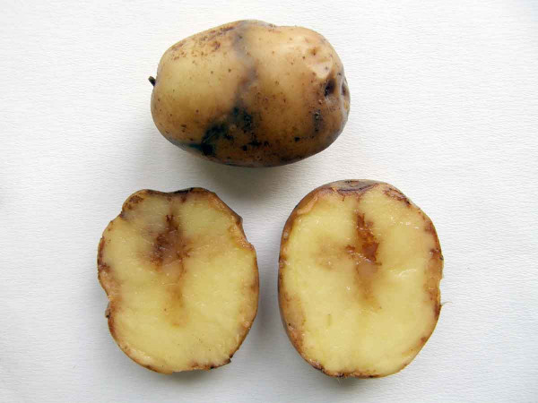 Příznaky plísně bramboru na hlízách