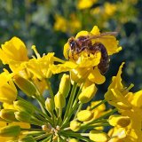 Vlastnosti ovlivňující včely u pesticidů aplikovaných v období květu řepky