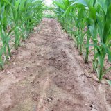 Základní preemergentní a časně postemergentní herbicidní ošetření kukuřice