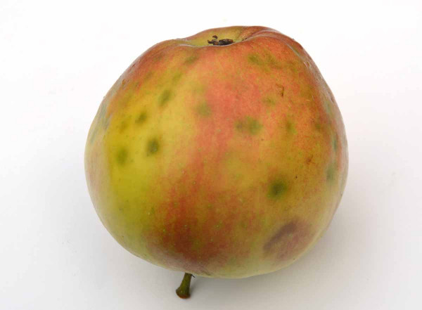 Ca-deficientní  hořká skvrnitost jablek