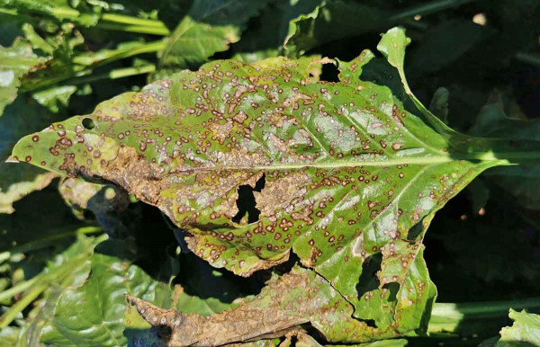 Cerkosporová listová skvrnitost řepy na podzim