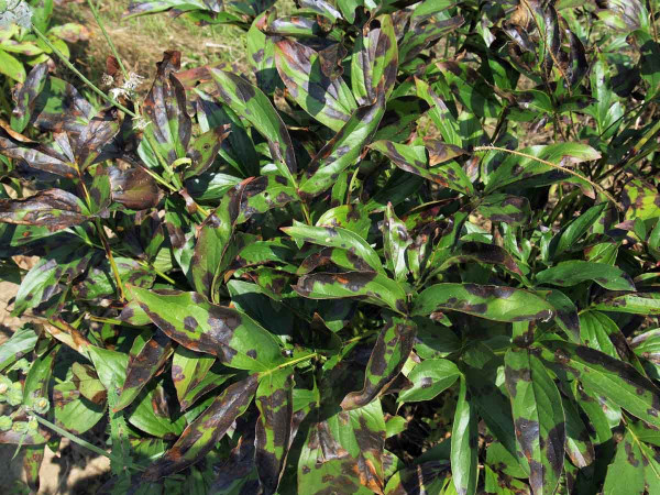 Černá listová skvrnitost - Graphiopsis chlorocephala