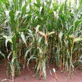 Stravitelné, suchovzdorné, spolehlivé - hybridy kukuřice Syngenta