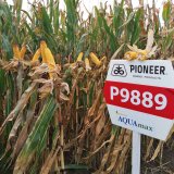 Zrnové hybridy kukuřice pro efektivní produkci zrna i v suchu
