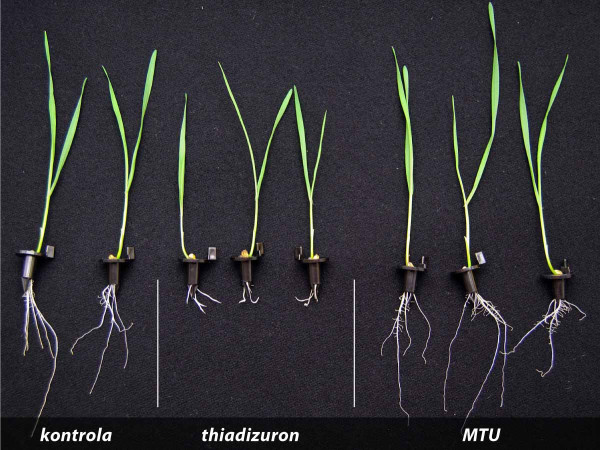 Obr. 5. Srovnání vlivu látky MTU a cytokininu thidiazuronu na vývoj a růst kořene pšenice