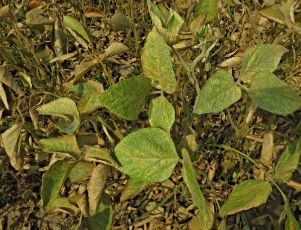 Příznaky poškození listů sóji svilušku