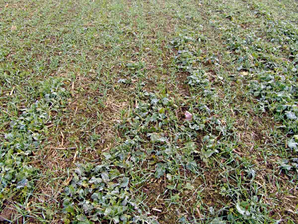 Obr. 4: Pokud se nepodaří výdrol řepky zničit půdní přípravou (dochází k regeneraci), je nutné použít k jeho regulaci v obilnině sulfonylmočovinové herbicidy