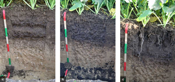 Obr. 5: Kontrolní půdní profil vlevo (a) s technogenním utužením - půdní profily vpravo (c a d) mají lepší strukturu, utužená vrstva se ztratila, a tím dala prostor pro rozvoj kořenů do hloubky (poloprovozní pokus s půdní biostimulací - Litobratřice, 5. 11. 2018)