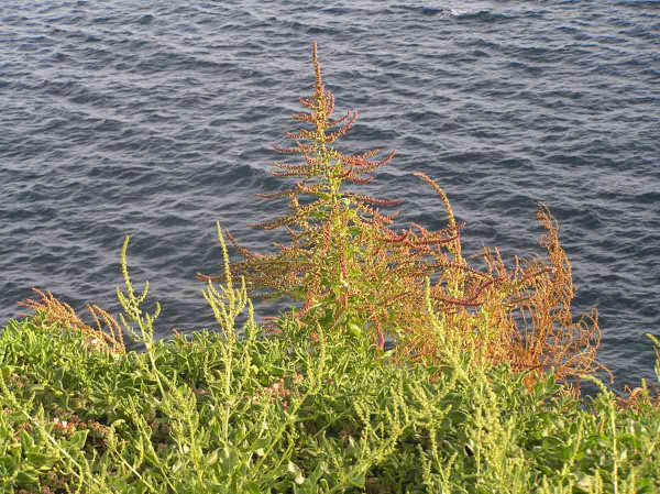 1.	Řepa přímořská (Beta vulgaris subsp. maritima) - planý předek všech pěstovaných řep; Atlantické pobřeží, Azorské ostrovy