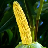 Kukuřice pod dohledem