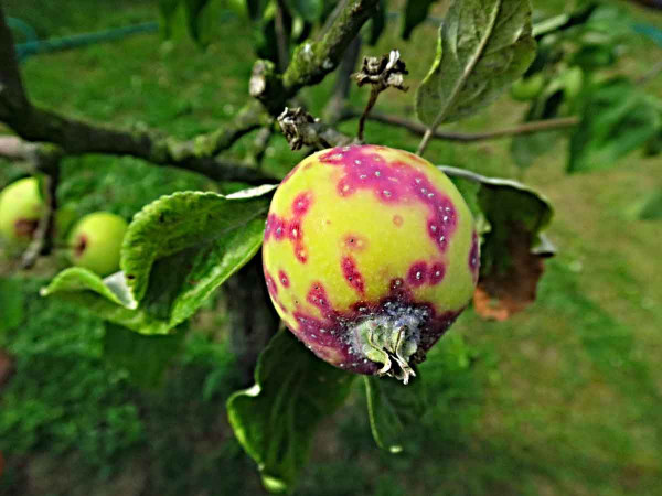 Štítenka zhoubná - štítky na jablku
