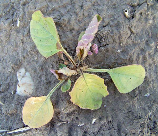 Rostlina laskavce s typickým poškozením herbicidem s účinnou látkou nicosulfuron