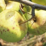 Ochrana ovoce v integrované produkci pro období září a října
