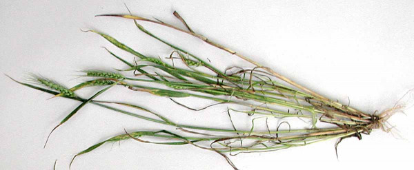 Obr. 9: Rostliny pšenice po regeneraci mrazem poškozených porostů