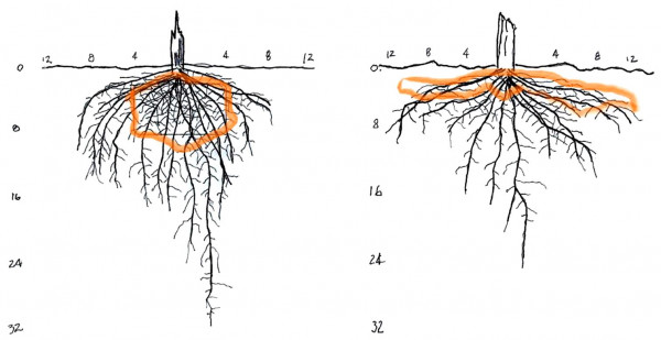 Obr. 3: Porovnání struktury kořenů rostliny rostoucí v podrytém pásu striptill technologie (vlevo) a rostliny rostoucí v tradičně obdělané půdě (vpravo)