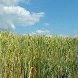 Technologická kvalita odrôd pšenice na Slovensku v roku 2021