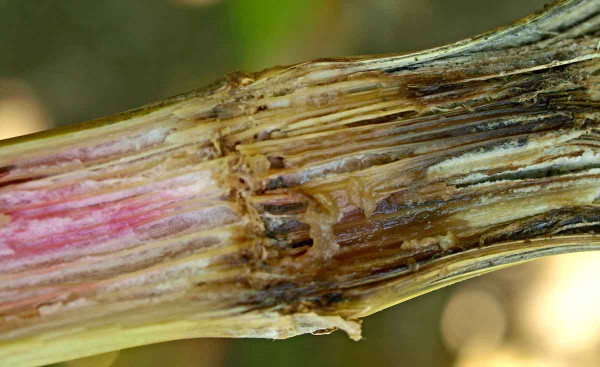 Stéblo kukuřice infikované fuzárii