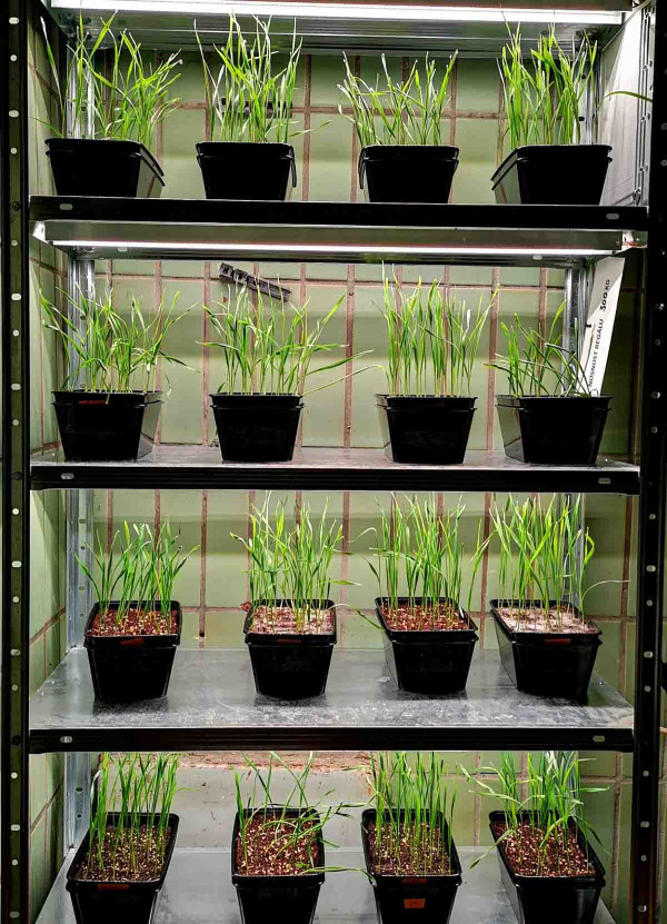 Obr. 3: Využití kultivačních boxů pro udržení kontrolovaných podmínek při testování biologických preparátů je klíčové z důvodu omezení dalších vlivů; patrné jsou varianty v pěstebních nádobách s rozdílnou expresí přítomnosti patogenu