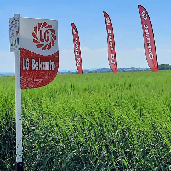 LG Belcanto je mimořádně výnosná odrůda vhodná na krmení i pro pěstování v ekologickém zemědělství