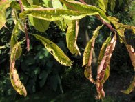 Suchá skvrnitost listů peckovin