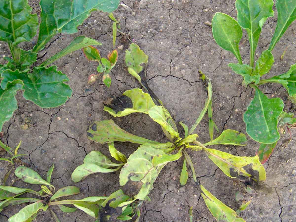 Působení herbicidu Conviso One na plevelnou řepu v porostu Conviso Smart odrůdy (dva týdny po aplikaci)