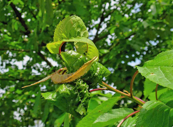 Mšice třešňová - poškození listů
