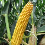 Žhavé novinky v portfoliu kukuřice Syngenta