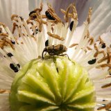 Nejdůležitější hmyzí škůdci v porostech máku setého