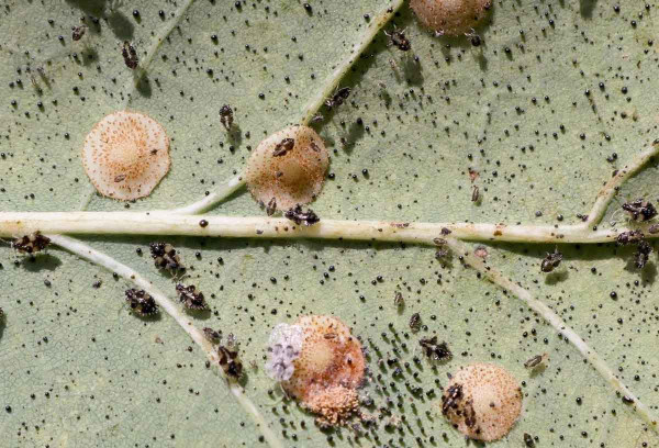 Obr. 8: Různá velikostní stadia síťnatky dubové (Corythucha arcuata) na spodní straně listu dubu; současně jsou přítomny ploché hálky žlabatky hráškové (Neuroterus quercusbaccarum)