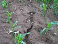 V době výskytu intenzivních srážek je při konvenčním zpracování půdy pro kukuřici zvýšené riziko vodní eroze půdy