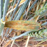 Rzi na pšenici - dlouhodobý problém