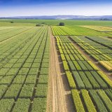 Fungicidní ochrana v pšenici ozimé: Zkušenosti z monitoringu chorob a pokusů