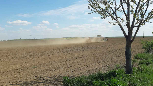 Setí kukuřice probíhalo za silného sucha