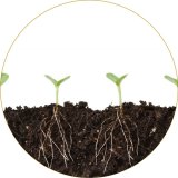 Aktuální role kořenového systému ve šlechtění rostlin