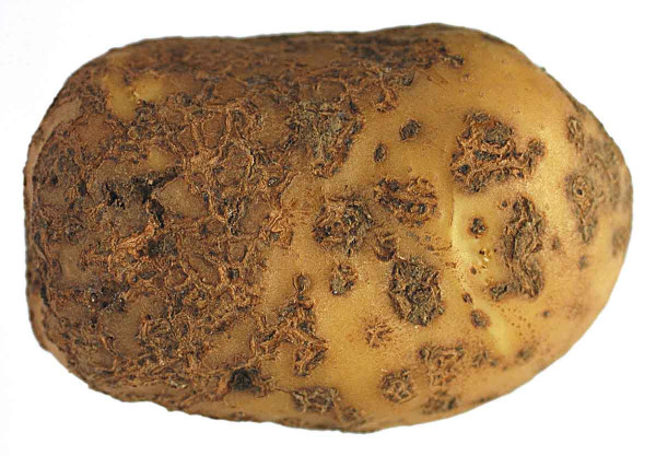 Aktinobakteriální strupovitost na hlíze bramboru