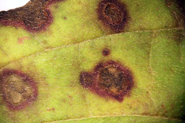 Skvrnitost listů způsobená houbou rodu Septoria