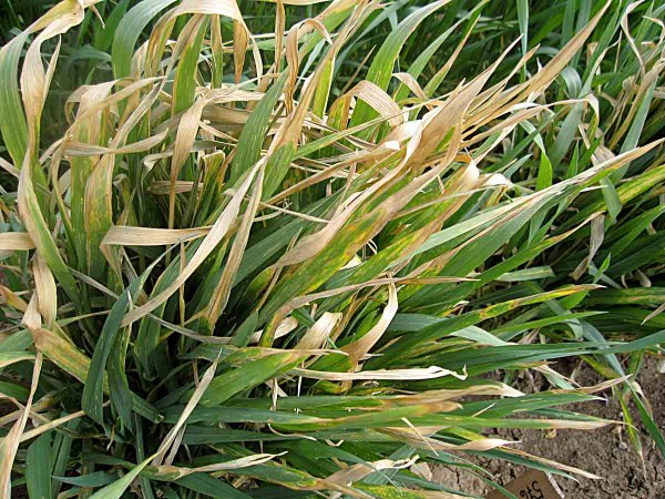 Obr. 1: Poškození listů pšenice jarním mrazem