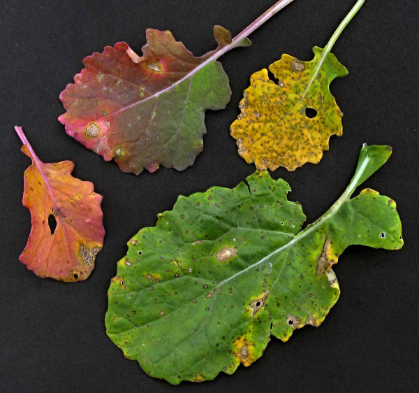 Příznaky fomového černání stonku řepky na podzim na listu