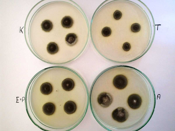 Obr. 6: Růst mycelia Cercospora beticola na živné půdě obsahující thiophanate-methyl (T), epoxiconazole a pyraclostrobin (E+P) a azoxystrobin (A), K - kontrola, živná půda bez fungicidů
