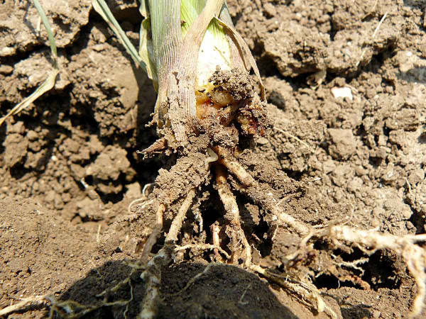 Obr. 2: Larva na kořenu kukuřice